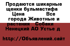 Продаются шикарные щенки бульмастифа › Цена ­ 45 000 - Все города Животные и растения » Собаки   . Ненецкий АО,Устье д.